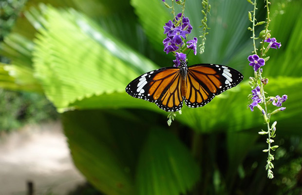 Banteay Srey Butterfly Centre