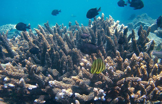 Snorkeling Tour at Koh Rong Samloem Island