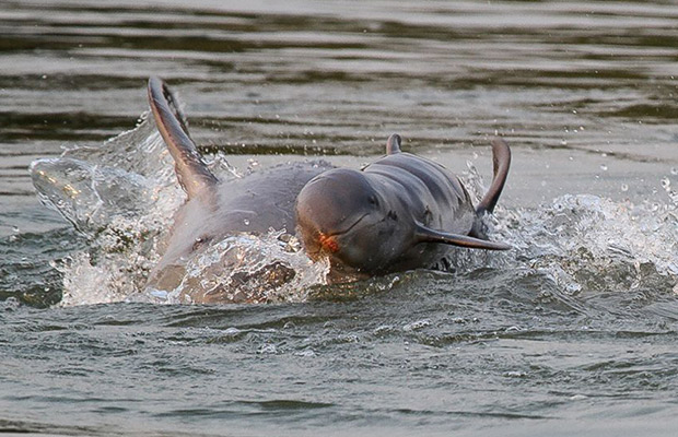 Irrawaddy Dolphins, Kratie