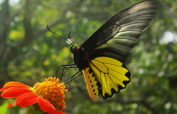 Kep Butterfly Farm