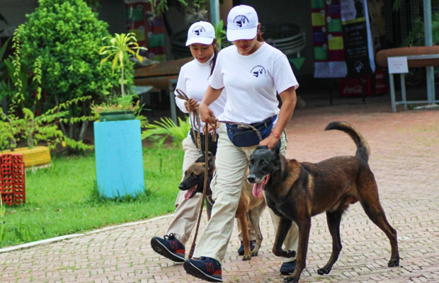 NPA Explosive Detection Dogs